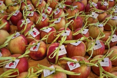 apfelaktion-tag-der-zahngesundheit-03-kita-zahnarzt-alam